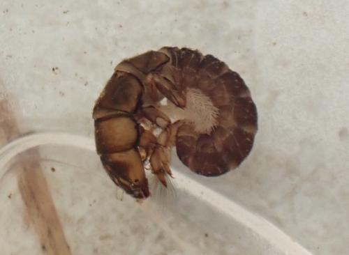 Réf. 329 386 : Hydropsyche sp.